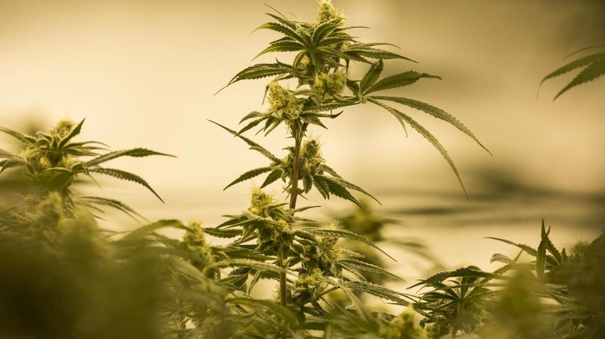 Flowering marijuana plants grow in Arlington, Washington in this file photo.