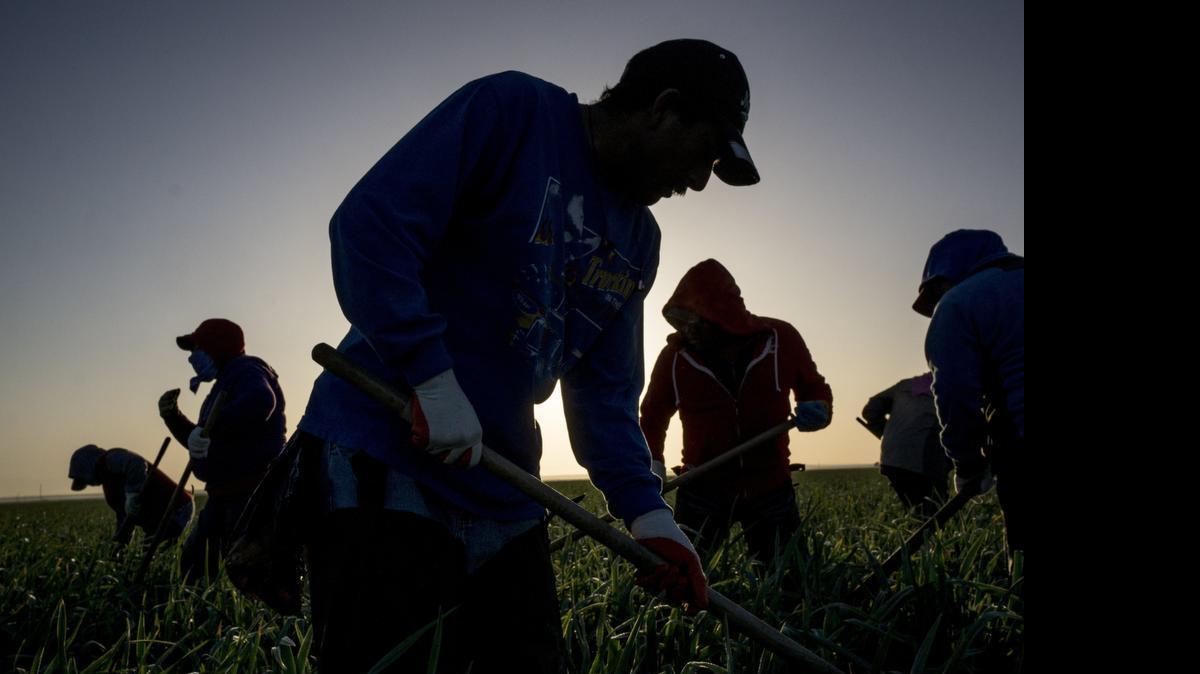 
Farm workers pull weeds in a Central Valley onion field near Stratford, Calif. Farm workers are among the state’s lowest paid employees and Democratic legislators want to attack poverty in working families with an increase in the minimum wage and an earned income tax credit.

