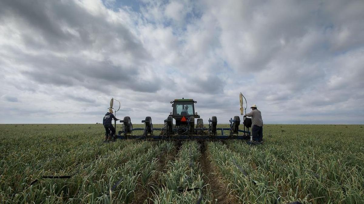Farm workers pull up irrigation drip lines in a garlic field near Huron, CA in Fresno county on Thursday, May 21, 2015.