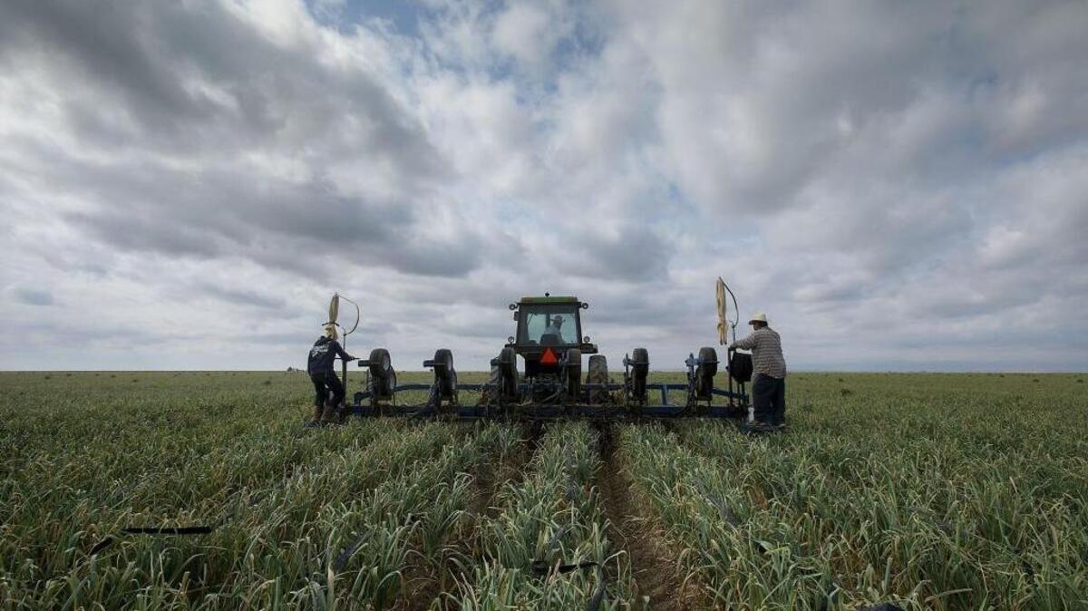 Farm workers pull up irrigation drip lines in a garlic field near Huron, CA in Fresno county on May 21, 2015.