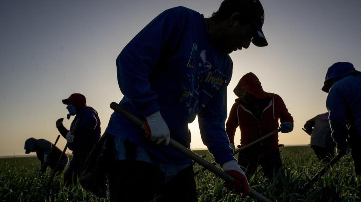 Farm workers pull weeds in a Kings County field in 2014. The agricultural county has California’s hghest poverty rate, according to a new Census Bureau study.