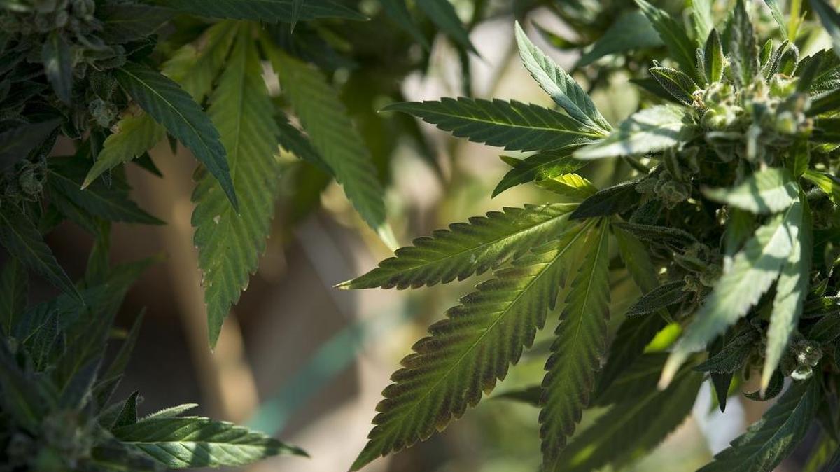 Marijuana grower Basil McMahon with his crop in Grass Valley, Calif., on Nov. 12, 2015.