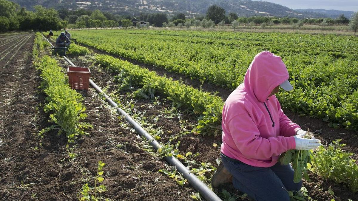 
Field workers pick arugula at Full Belly Farm on Thursday, May 7, 2015 in Guinda, Calif. The freshly picked produce is packaged and trucked to businesses in the Bay area and Sacramento. Agriculture is one of the state’s most seasonal industries, which keeps its unemployment rate relatively high.
