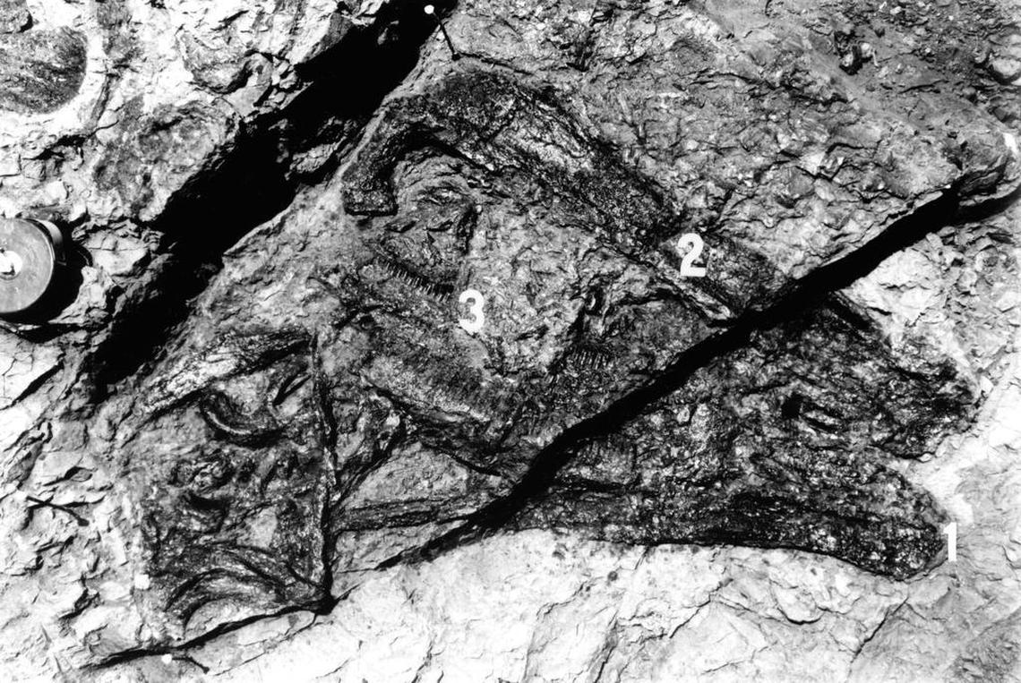 The fossilized skull of a duck-billed dinosaur called Augustynolophus is revealed in a 1940 paleontological excavation in the Panoche Hills of western Fresno County. The dinosaur’s lower jaw is toward the top of this image.