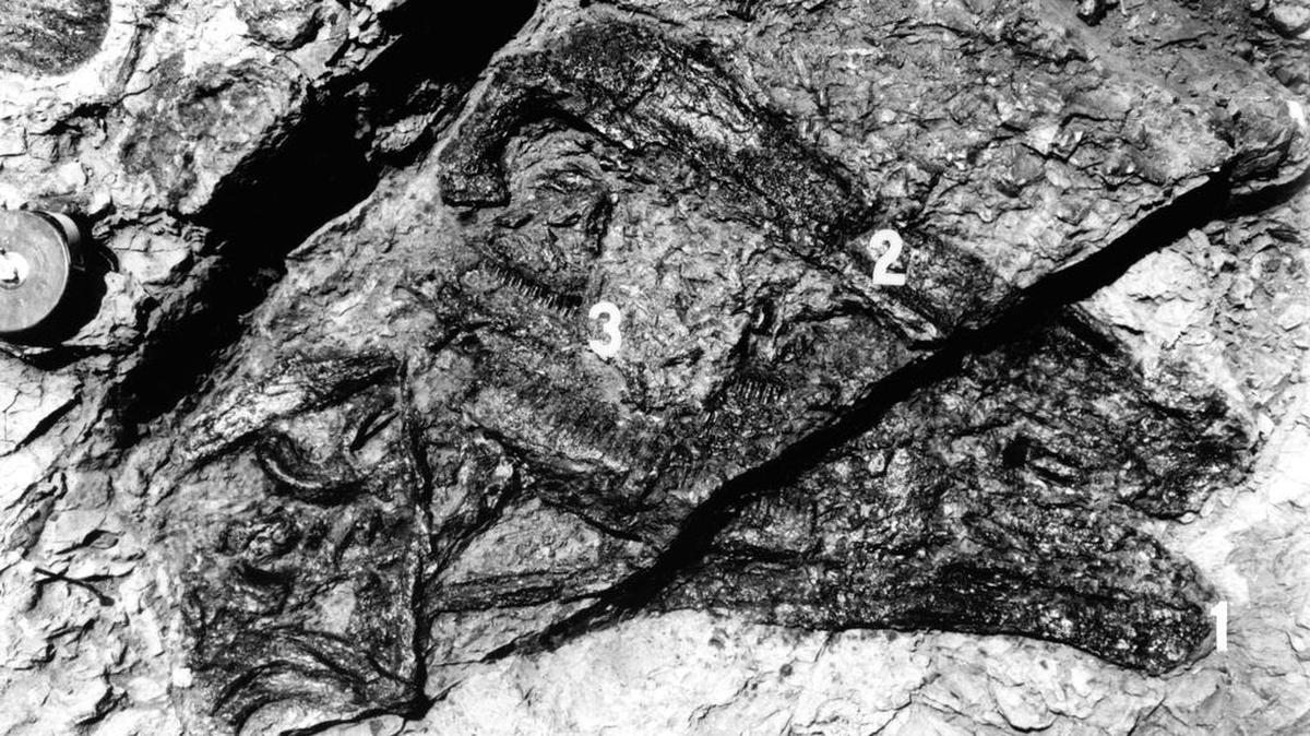 The fossilized skull of a duck-billed dinosaur called Augustynolophus is revealed in a 1940 paleontological excavation in the Panoche Hills of western Fresno County. The dinosaur's lower jaw is toward the top of this image.