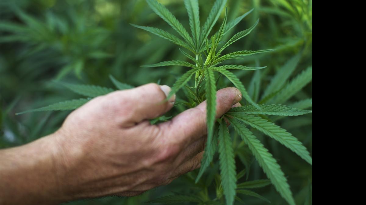 
Marijuana plants grow on a residential property in a vegetable garden in Lake County on August 7, 2014 in Clear Lake, California. 
