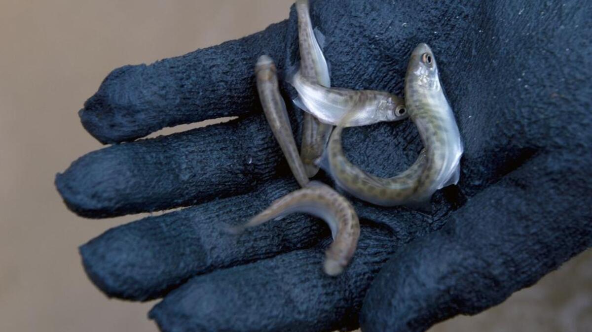 Spring-run Chinook salmon before they are transported from the Feather River Fish Hatchery to the Thermalito Fish Facility on Feb. 9, 2017 in Oroville.
