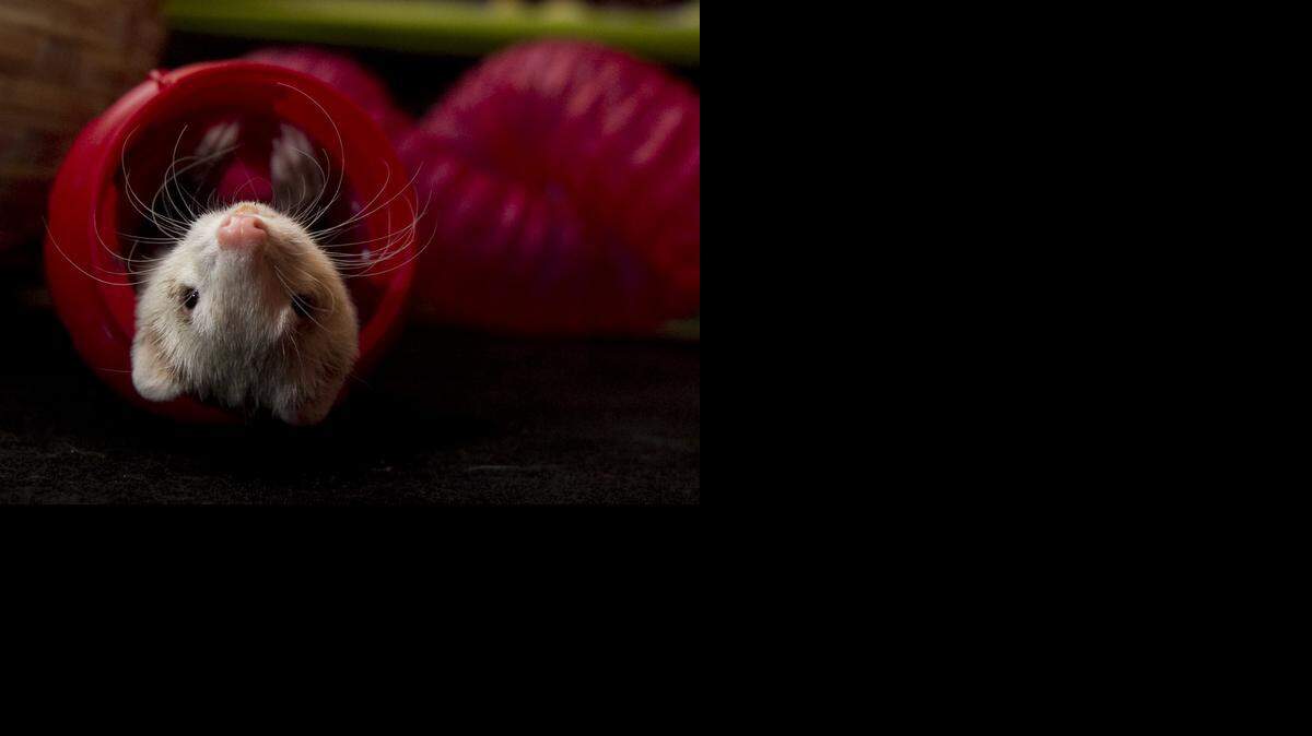 
A ferret plays in a plastic toy at the home of an owner who did not want to be identified.
