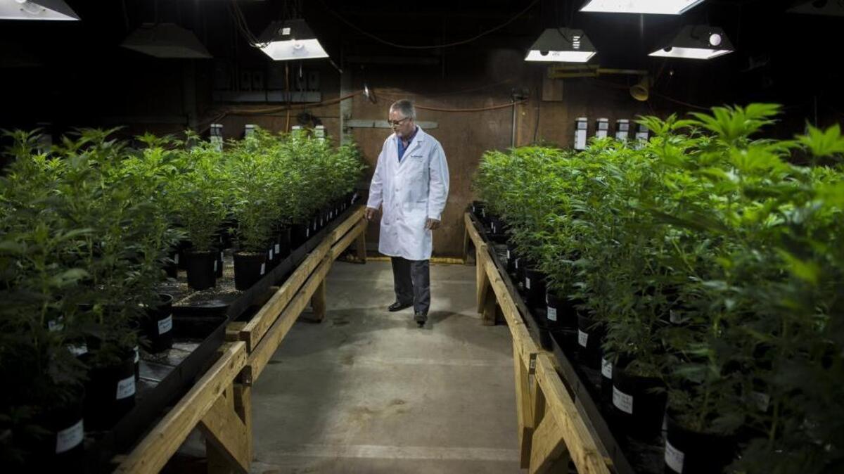 Dan Osborne, 54, inspects his cloned marijuana plants for invasive insects on Feb. 16 in the Coachella Valley.