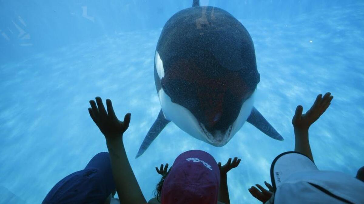 Sea World San Diego visitors get a closeup view of an orca whale on Aug 14, 2014. A budget bill approved by the Assembly would prohibit orcas in captivity for entertainment purposes.