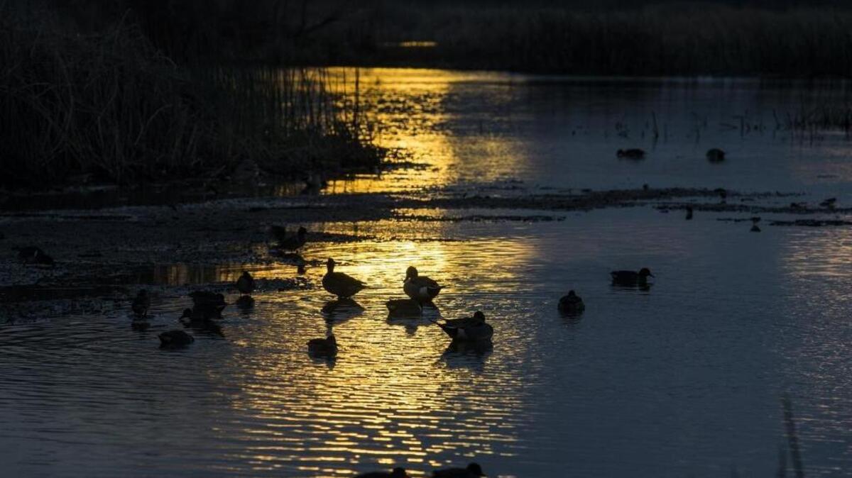 Migratory water fowl at the Cosumnes River Preserve in Galt, Calif., on Wednesday, Dec. 30, 2015.
