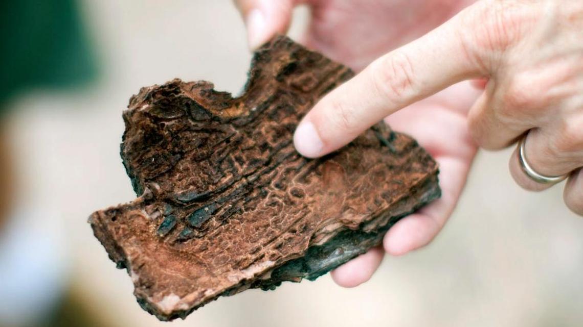 
Bark beetles create this pattern when they burrow inside the bark of Torrey pines at Torrey Pines State Natural Reserve in San Diego. The severe drought has made the famous trees vulnerable and they have become a haven for the beetles. 
