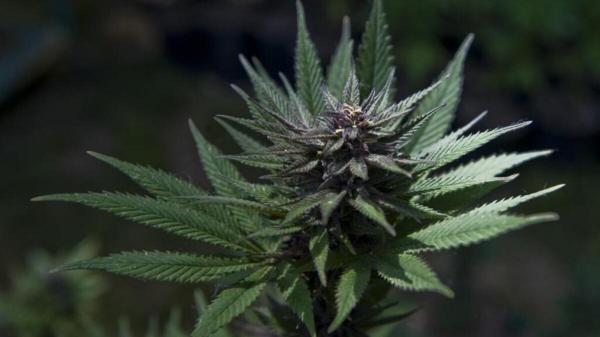 A Purple Gum marijuana plant on May 15, 2010.