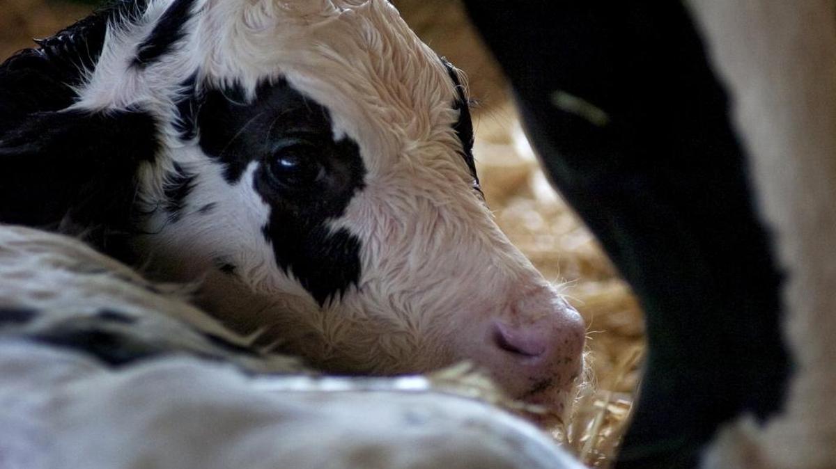 A 15-minute-old newborn Holstein calf watches as his mother cleans his body after giving birth at the Califronia State Fair on September 2, 2009. Dairies would be affected by a new law limiting some emissions.