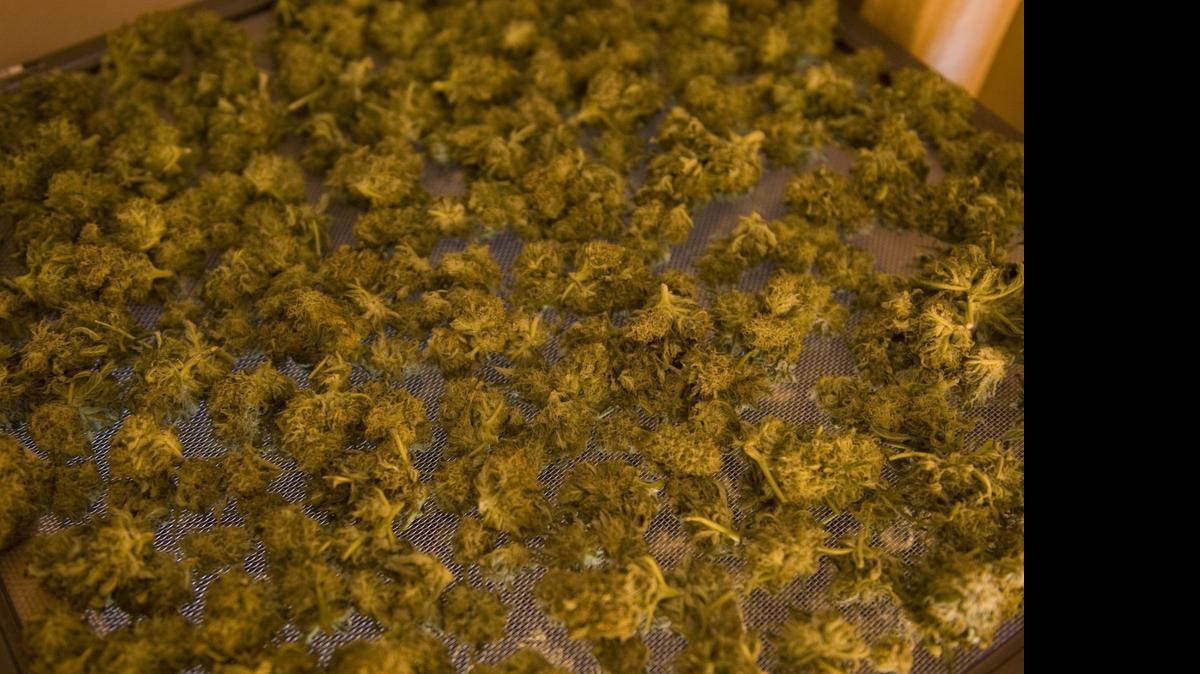 
Medi-Cone, a cannabis factory and garden in Marin County, manufacturing marijuana cigarettes on Tuesday, September 29, 2010.
