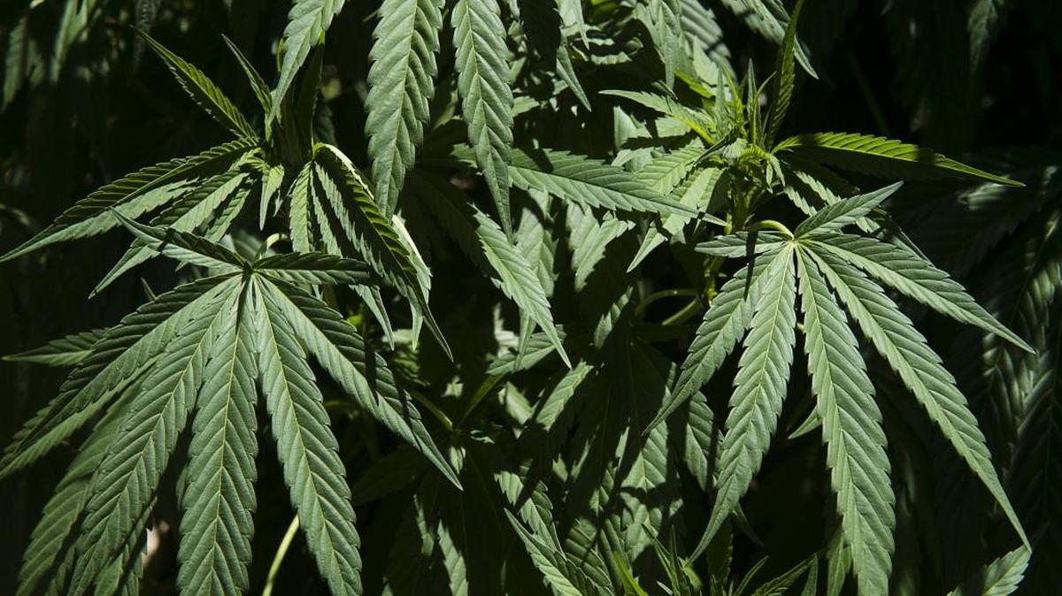 
Marijuana plants grow on the hillside property of grower Duane McCall, 62, near Willow Creek on July 29, 2015, in Mendocino County.
