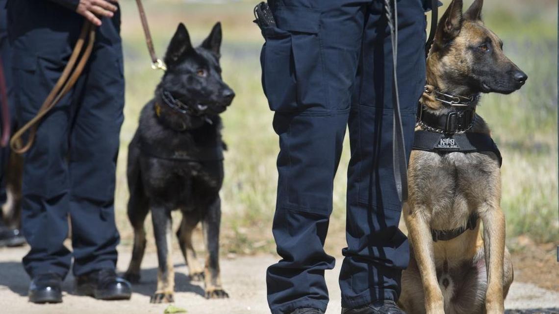 Officer Julie Jensen, right, stands with Edy, a 15-month-old Belgian Malinois, and officer David Foote, left, holds Teno, a German Shepherd during their graduation ceremony at the California Highway Patrol academy in 2015. The Assembly’s proposed budget provides retired CHP police dogs with a $2,000 retirement plan.