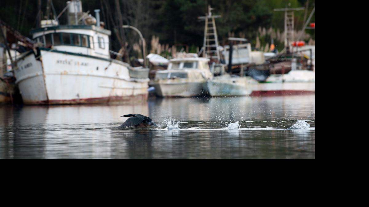 
A pelagic cormorant takes off from the water of the Noyo River marina in Fort Bragg on Friday, November 9, 2012. The Mendicino County community is a popular tourist destination as well as a fishing village.
