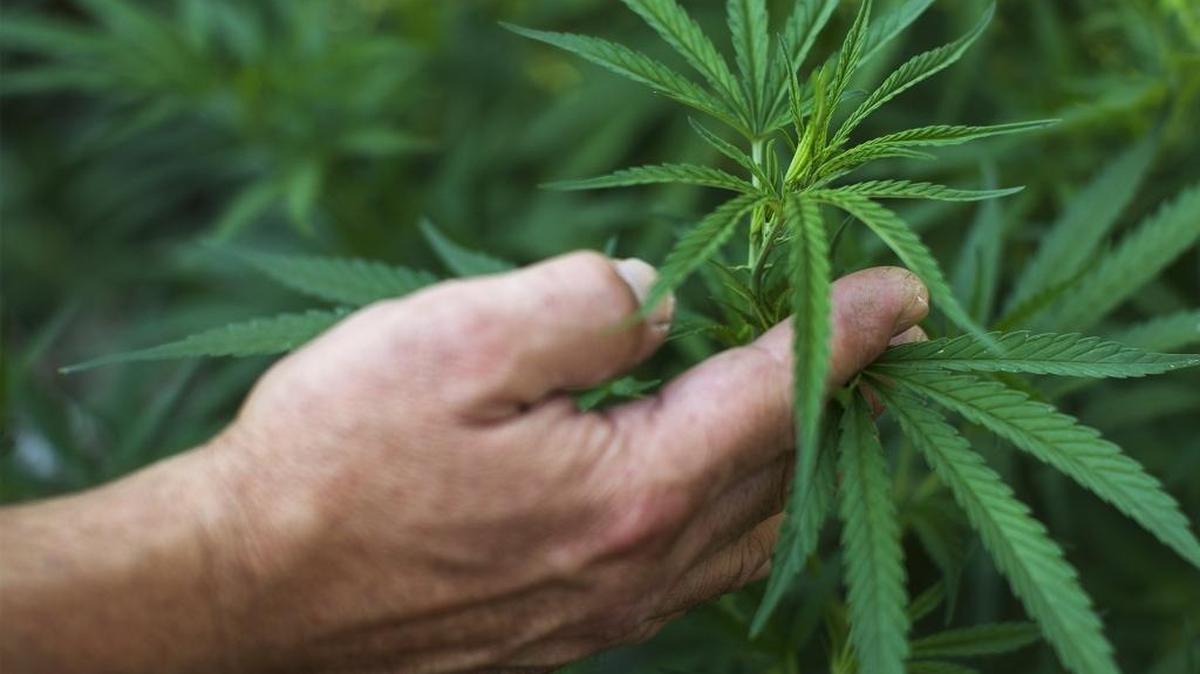 Marijuana plants grow on a residential property in a garden in Lake County.