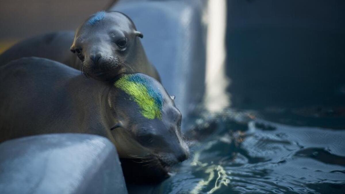 Over a hundred sea lion pups washing up on California shores are color-coded, fed and treated by veterinarians and volunteers caring for them at the Marine Mammal Center in Sausalito on March 3, 2015.