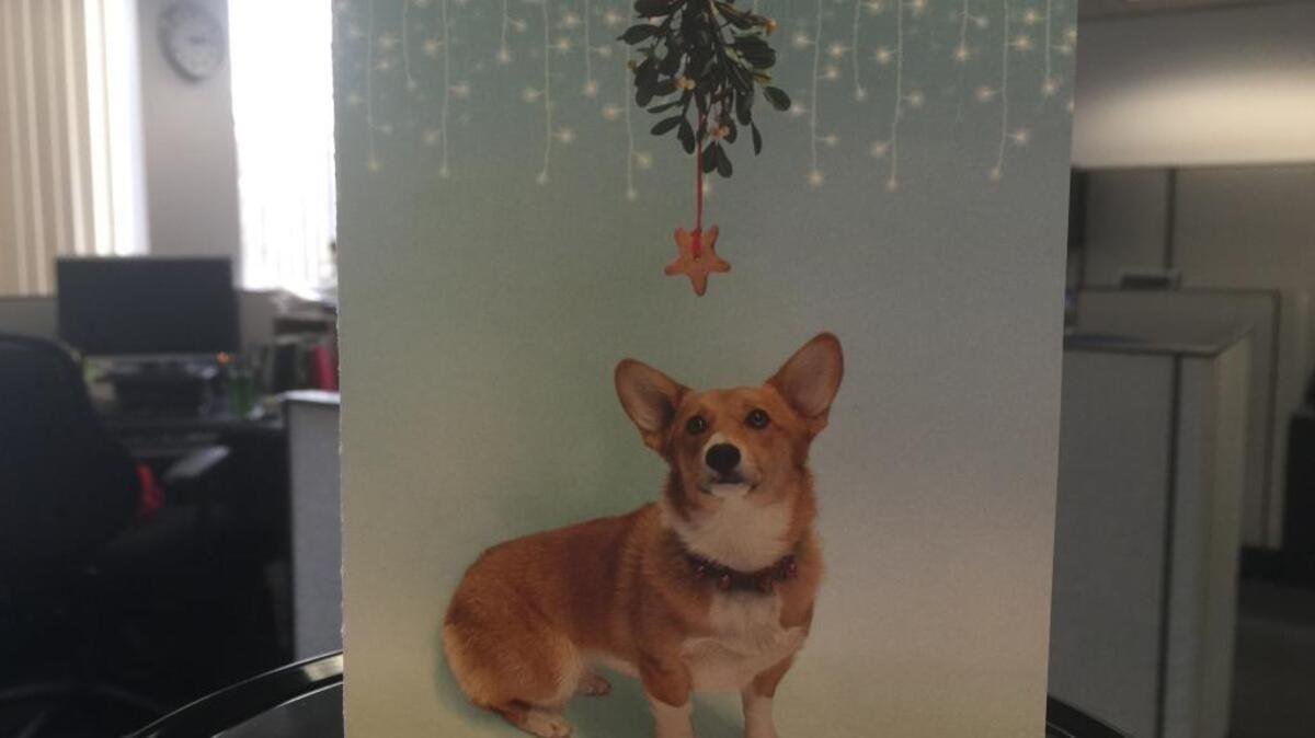Colusa Brown, the state’s deputy first dog, in the California Democratic Party’s holiday card.