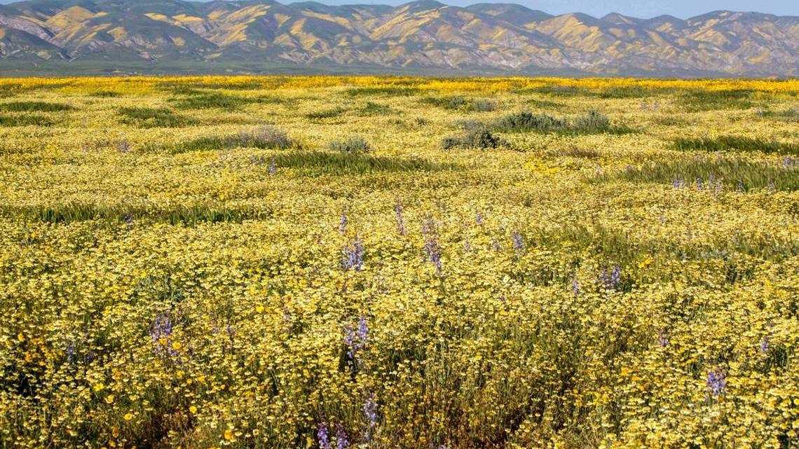 Wildflowers carpet the fields and hills of the Carrizo Plains National Monument during a super bloom April 10, 2017 in southeastern San Luis Obispo County.