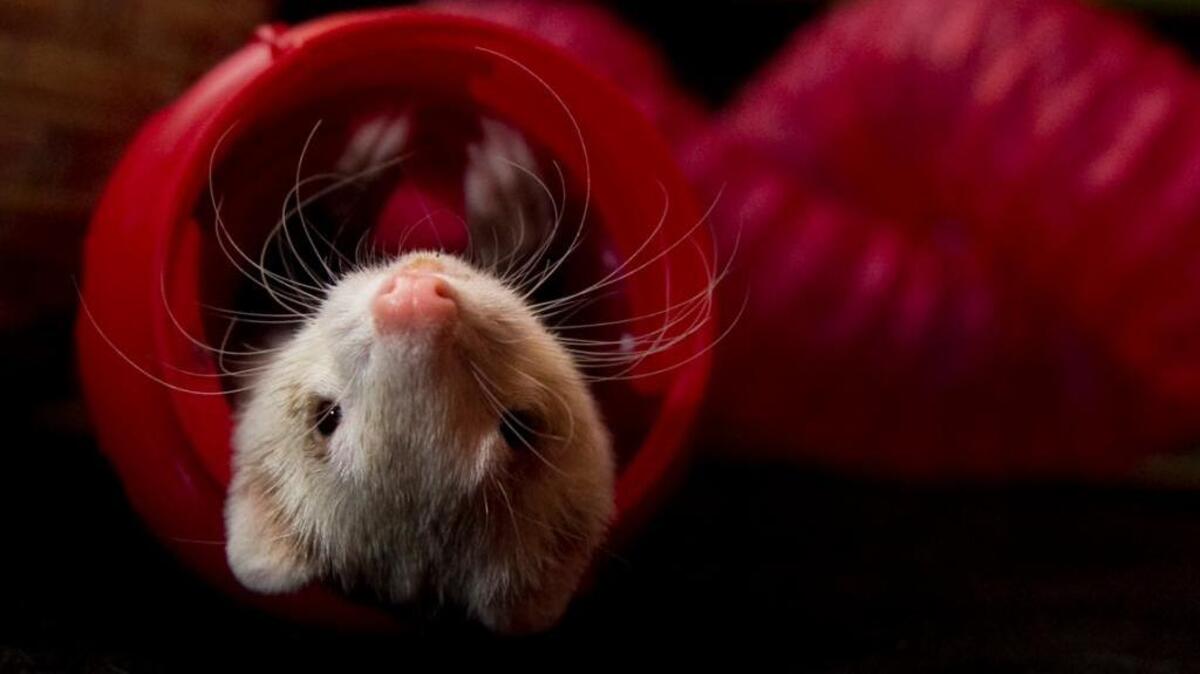 A ferret plays in a plastic toy at the home of an owner who did not want to be identified.