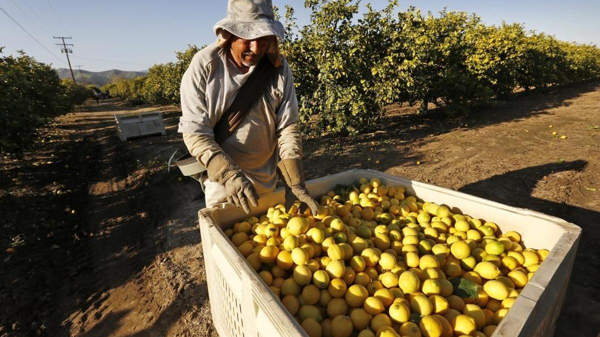 Javier Herrera picks lemons in the orchards of Santa Paula, Calif., which is situated in the agriculturally rich Santa Clara River Valley in Ventura County.
