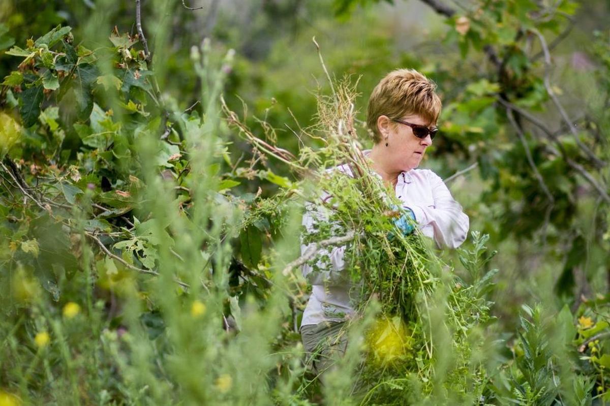 Michelle Fieler of Newbury Park removes bunches of euphorbia terracina, or terracina spurge, during the first of four volunteer days at the Santa Monica Mountains on Saturday, May 6, 2017. This year’s heavy rains have brought more native wildflowers, along with more black mustard and terracina spurge, an invasive plant that can cause temporary blindness and a poison-oak like reaction.