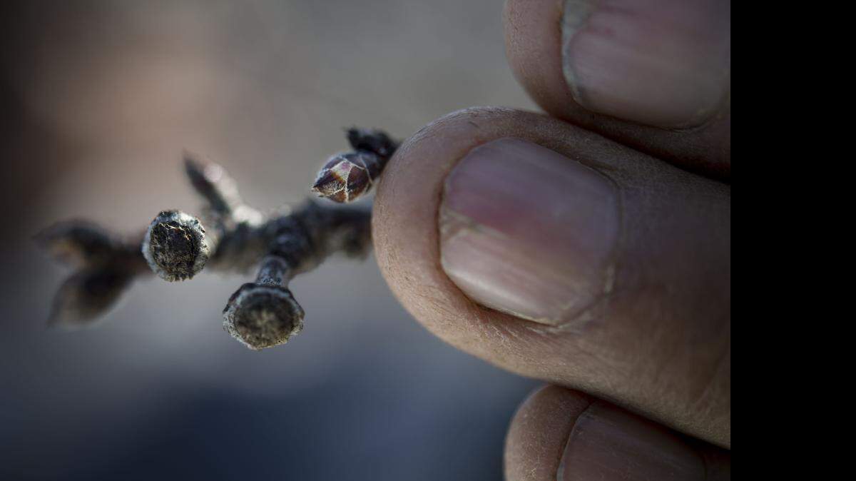 
Juan Guadian, 75, a rancher and former Bracero, checks on his almond orchard in Mendota in late January 2015.
