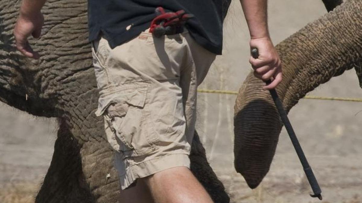 
A handler carries a bull hook during a walk down Del Paso Blvd. in 2008. 
