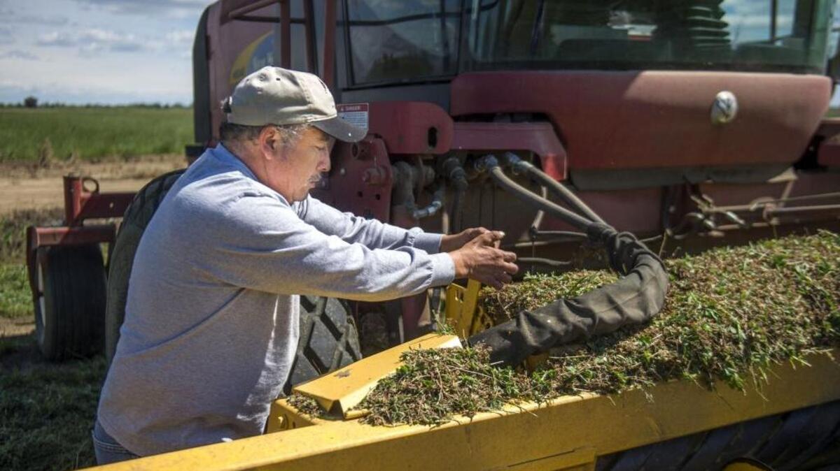 A farm worker for Chamberlain Farms in Woodland adjusts the cutting dimension on a tractor as he makes the first cut of hay on Tuesday, March 29, 2016.