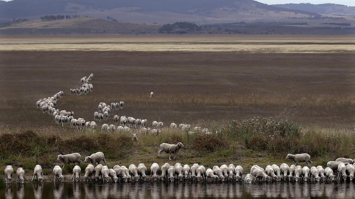 A flock of sheep drink from a dam at the edge of dried-up Lake George, about 155 miles southwest of Sydney, Australia, where drought is a way of life.