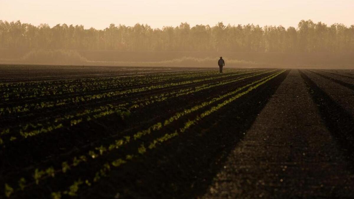 A worker walks through a 200-acre tomato field.