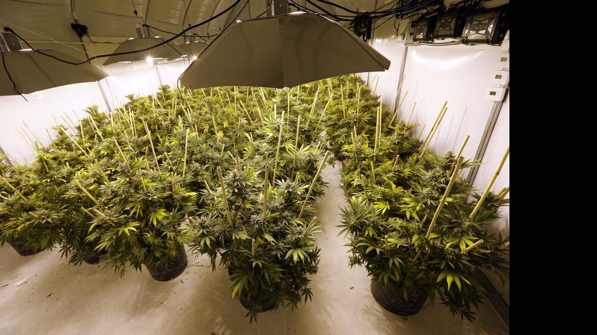 
In this file photo taken Jan. 13, 2015, marijuana plants sit under powerful lamps in a growing facility in Arlington, Wash.

