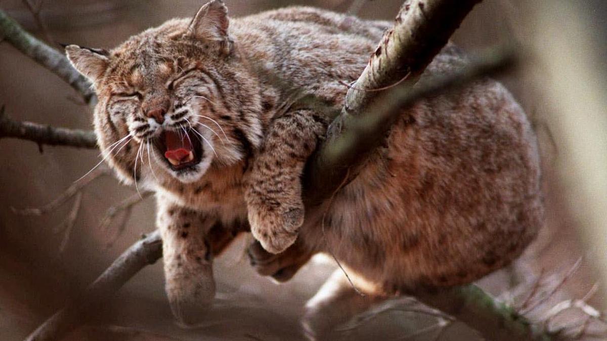 The California Fish and Game Commission voted Wednesday to ban bobcat trapping. The ban does not affect bobcat hunting. About 1,300 were trapped in 2011-12.