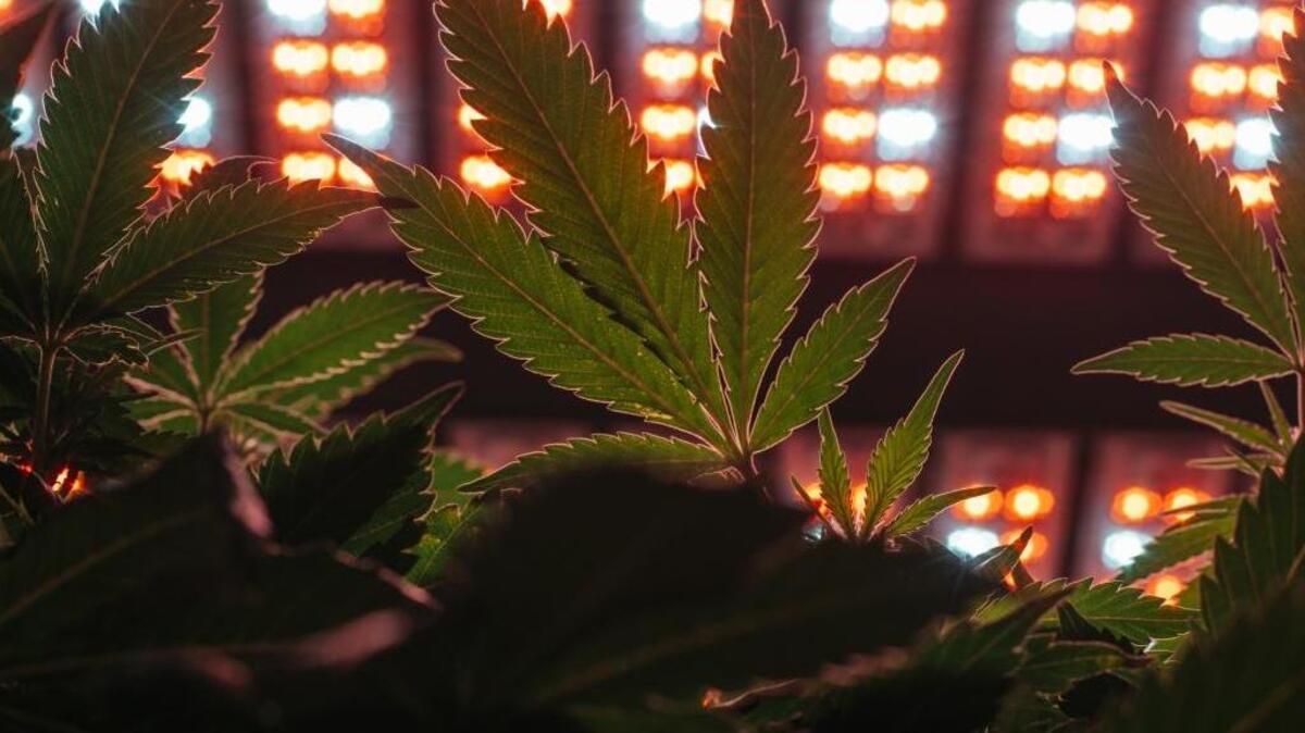 The LED lighting system at the Evergrow grow house in Tumwater, Wash., on Oct. 19, 2016.