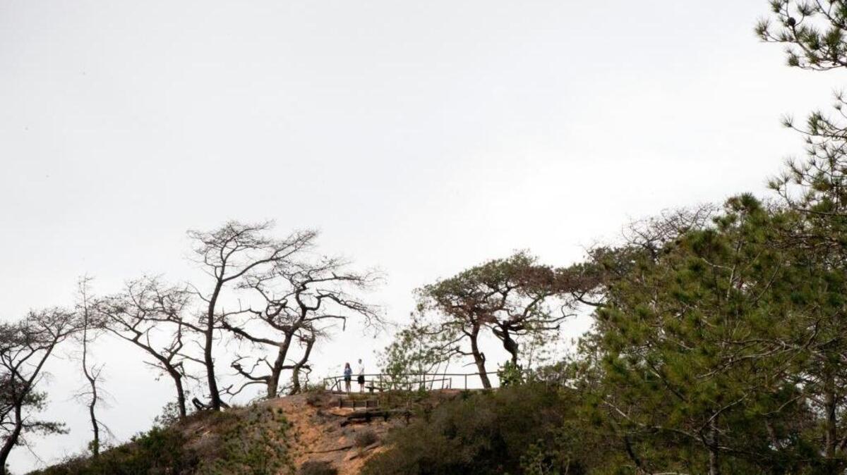 
The famous Torrey pines at Torrey Pines State Natural Reserve in San Diego are being hit hard by bark beetles and drought conditions, which have made the trees especially vulnerable over the past few years.
