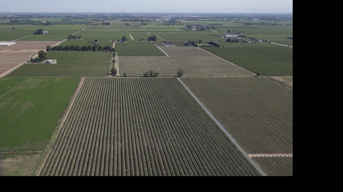 
 An aerial view of a grape vineyard near Lodi shows an irrigation channel, center right.
