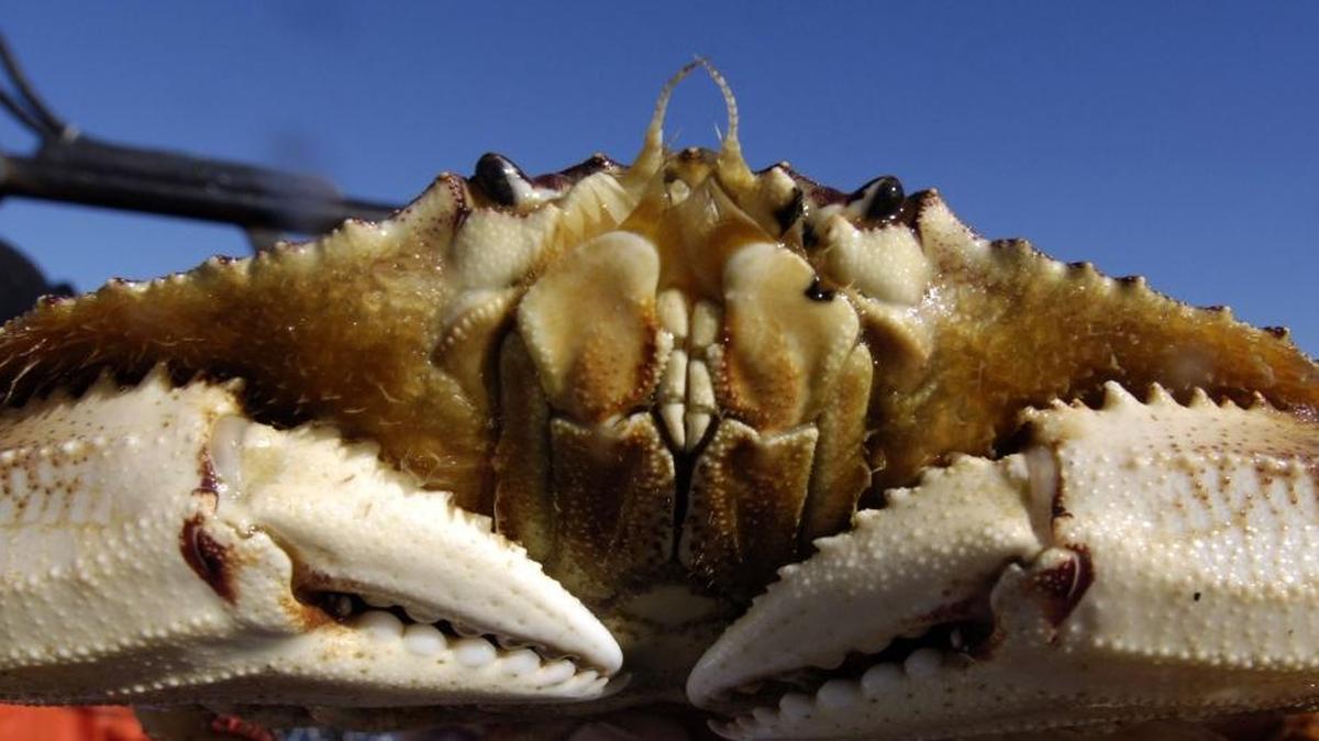 Fresh and alive Dungeness Crab.