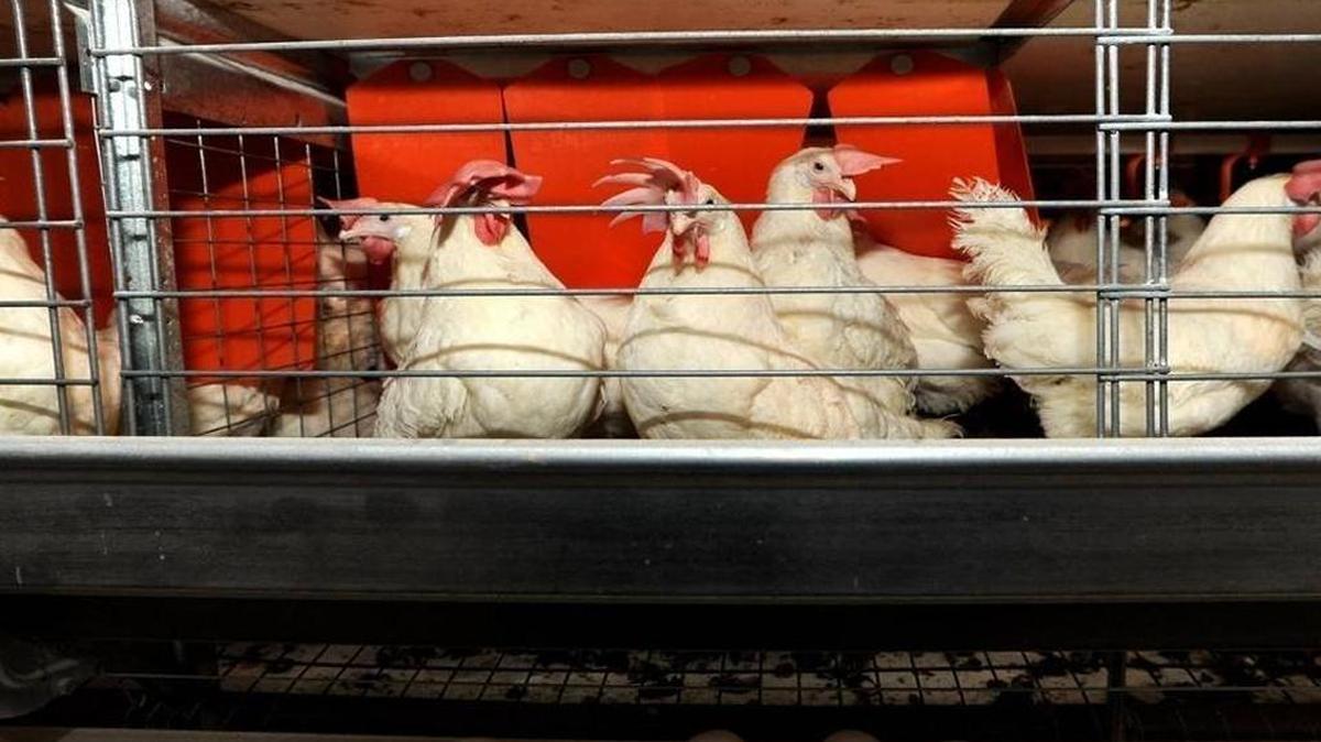 Raley's announced it will transition all private-label eggs to cage-free by this July. In November 2008, California voters approved Proposition 2, which included language restricting farmers from putting laying hens in small cages. The Humane Society of the United States has filed a proposed November 2018 ballot measure that would expand on the 2008 law.