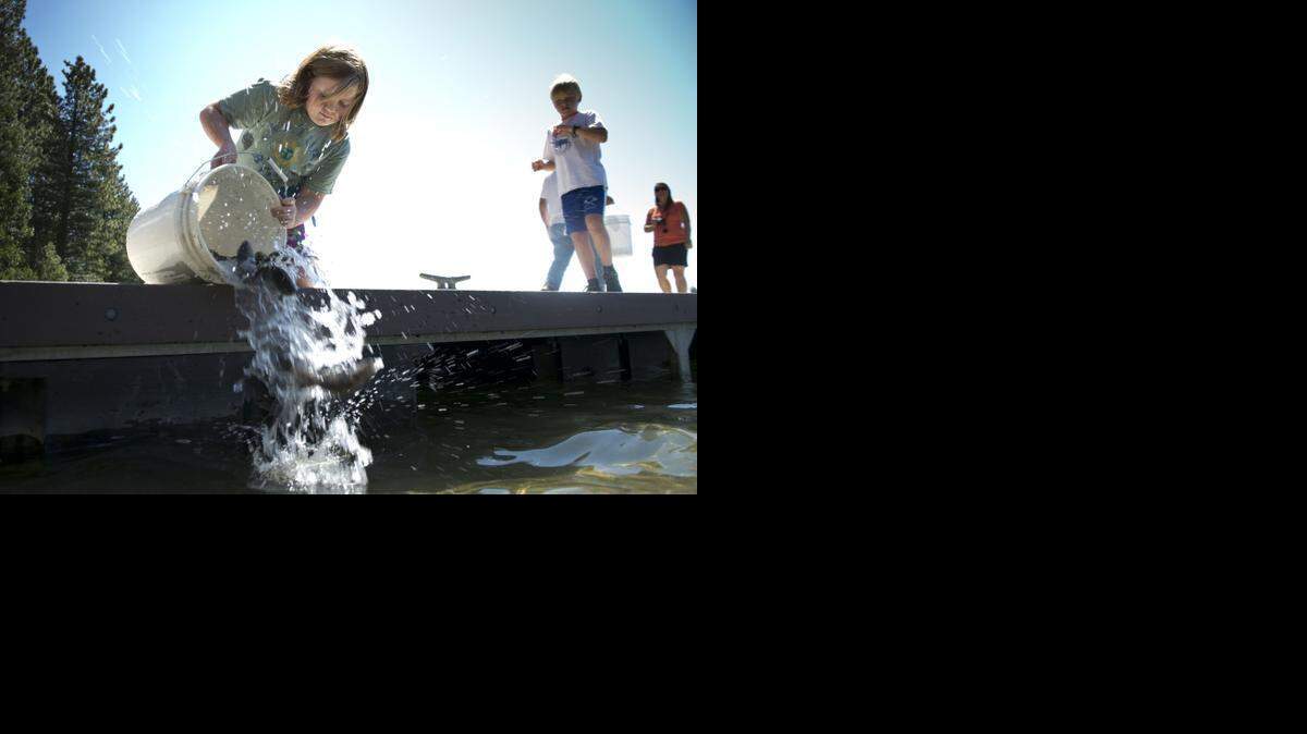 
Gabby Worth, 8, of Latrobe Elementary School releases rainbow trout in to the Ice House Lake as she and other students from different schools helped the California Department of Fish and Wildlife staff release hatchery raised rainbow trout into the wild on Monday, June 2, 2014.
