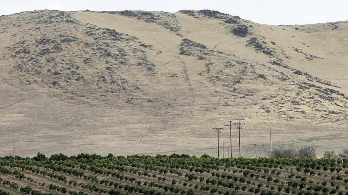 
In this July 2, 2015 photo, groves of citrus trees sit below a barren hillside in Tulare County, outside of Porterville, Calif.
