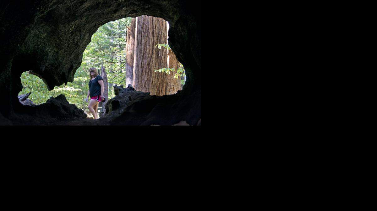 
A fallen, hollowed-out sequoia at Calaveras Big Trees State Park creates a blowfish-like pattern on the trail to the ancient Agassiz tree.
