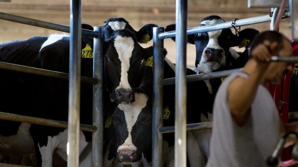 
Cows wait their turn to be milked at Case van Steyn’s dairy farm in Galt.
