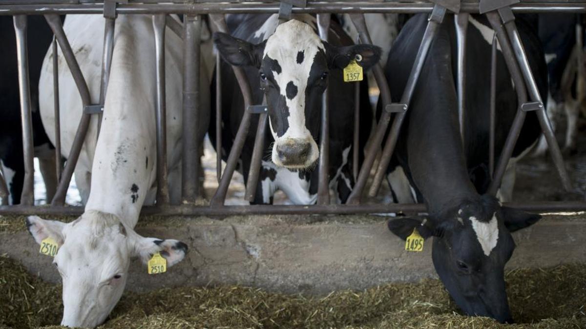 Because of cow flatulence and manure pits, California dairies are a major contributor to methane emissions.