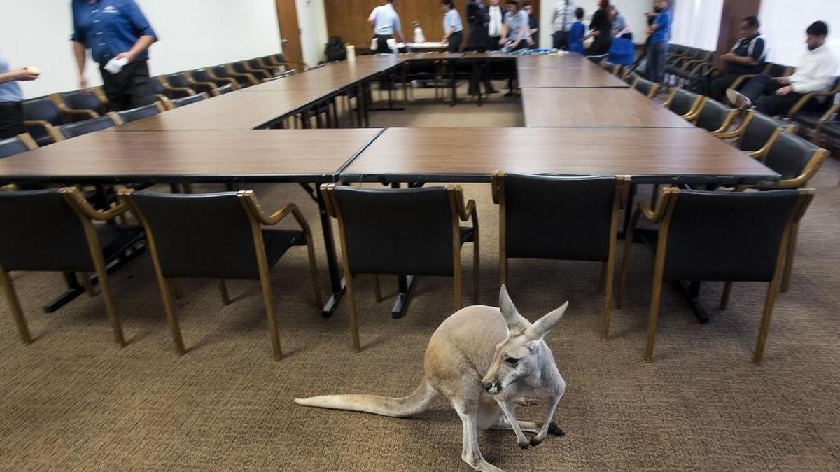 
A red kangaroo hops around the conference table in the Governor’s Office at the Capitol in May.
