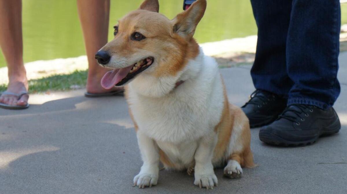 
June 7, 2013. California’s first dog, Sutter Brown, braves the summer heat at McKinley Park in east Sacramento to take an "interview" with The Sacramento Bee editorial cartoonist Jack Ohman.
