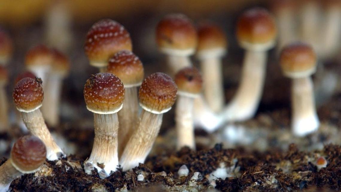 California lawmakers debated whether to decriminalize possession of psychedelic drugs such as psilocybin mushrooms.