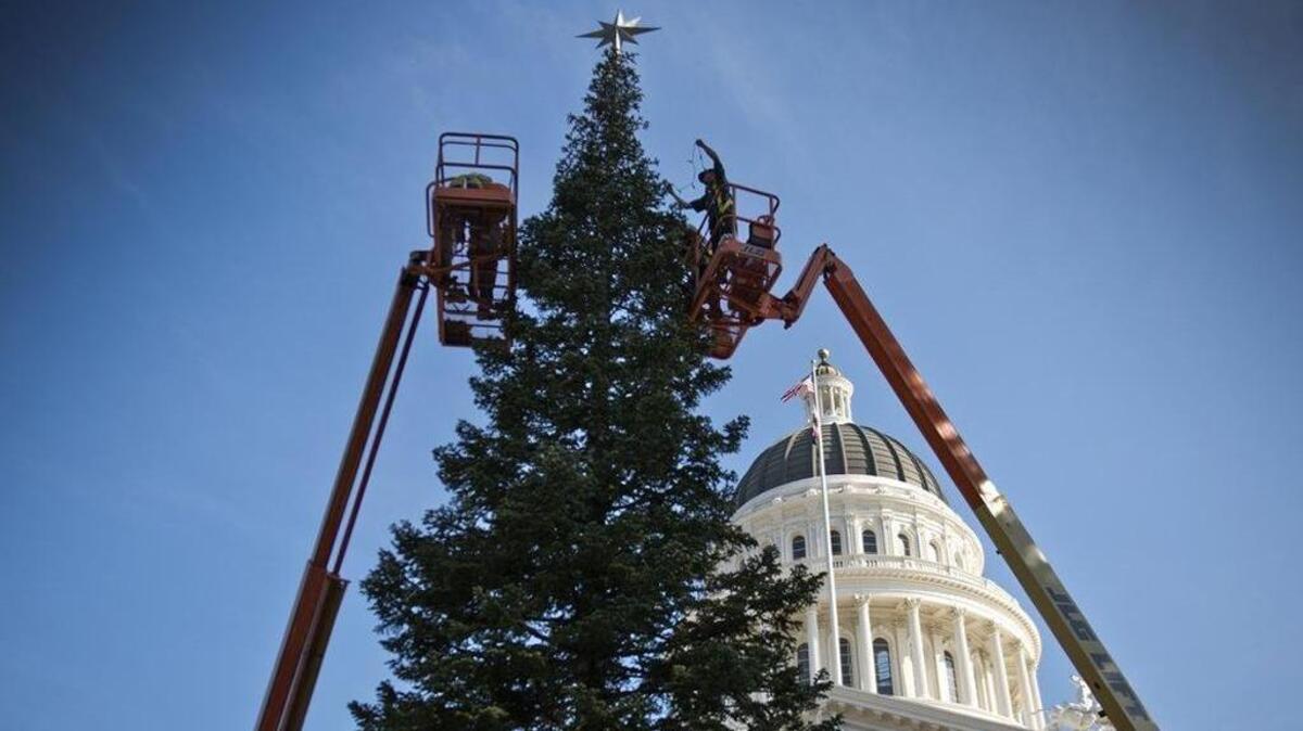 Kirk Malan with the Department of General Services places lights on the state Christmas tree near the west steps of the Capitol on Nov. 6, 2014.